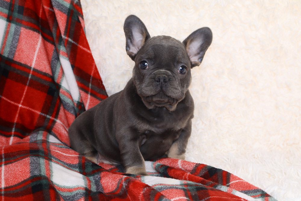 cheap french bulldog puppies under $500 illinois