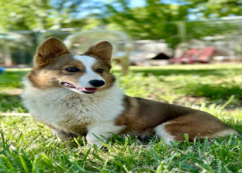 corgi breeders florida
