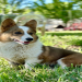 corgi breeders florida