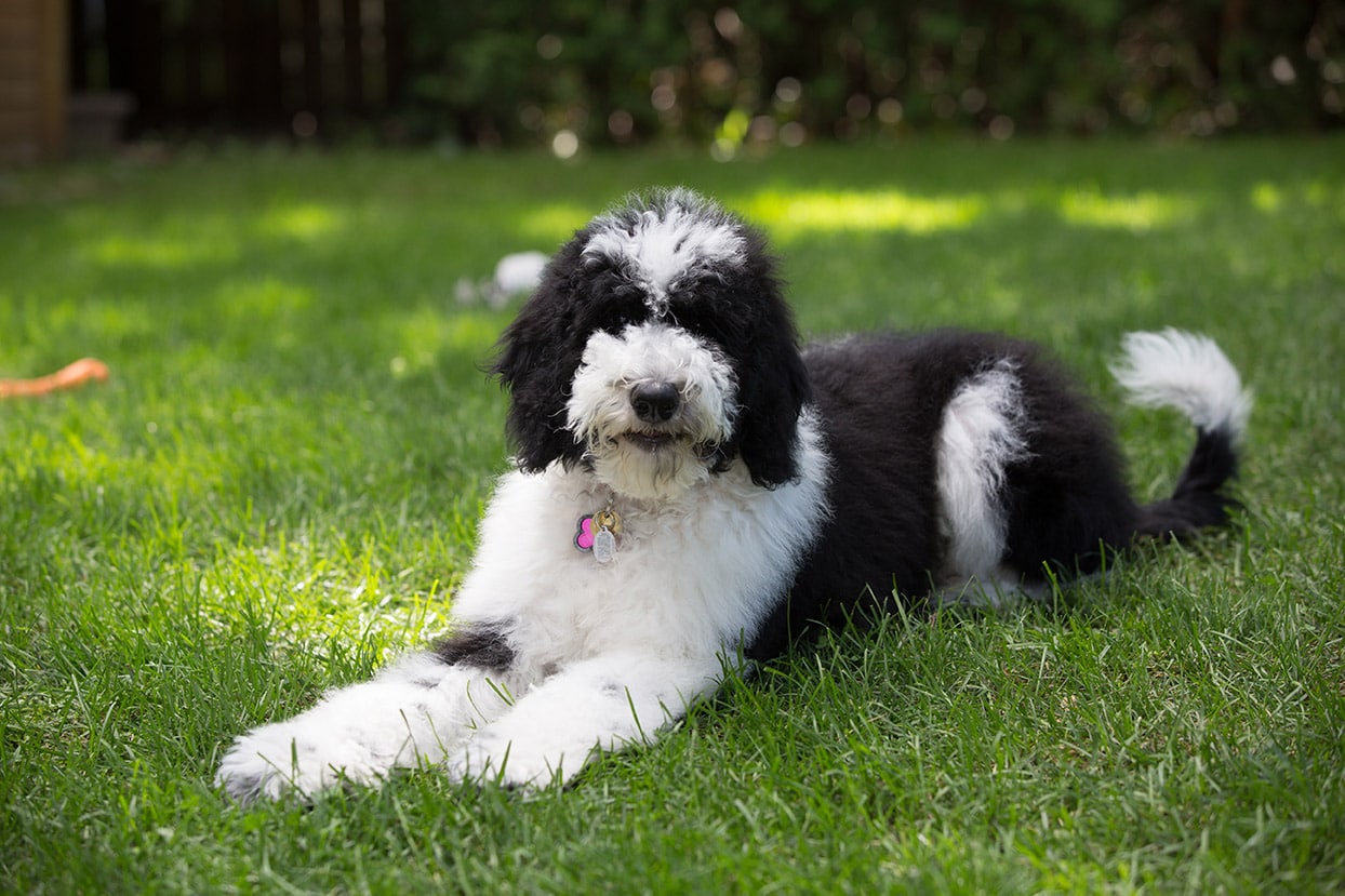 sheepadoodle price