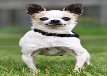 petfinder puppies for adoption