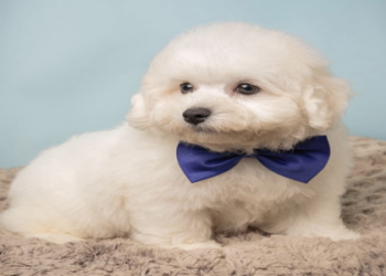 bichon frise for adoption