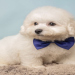 bichon frise for adoption