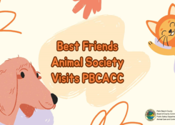best friends animal care