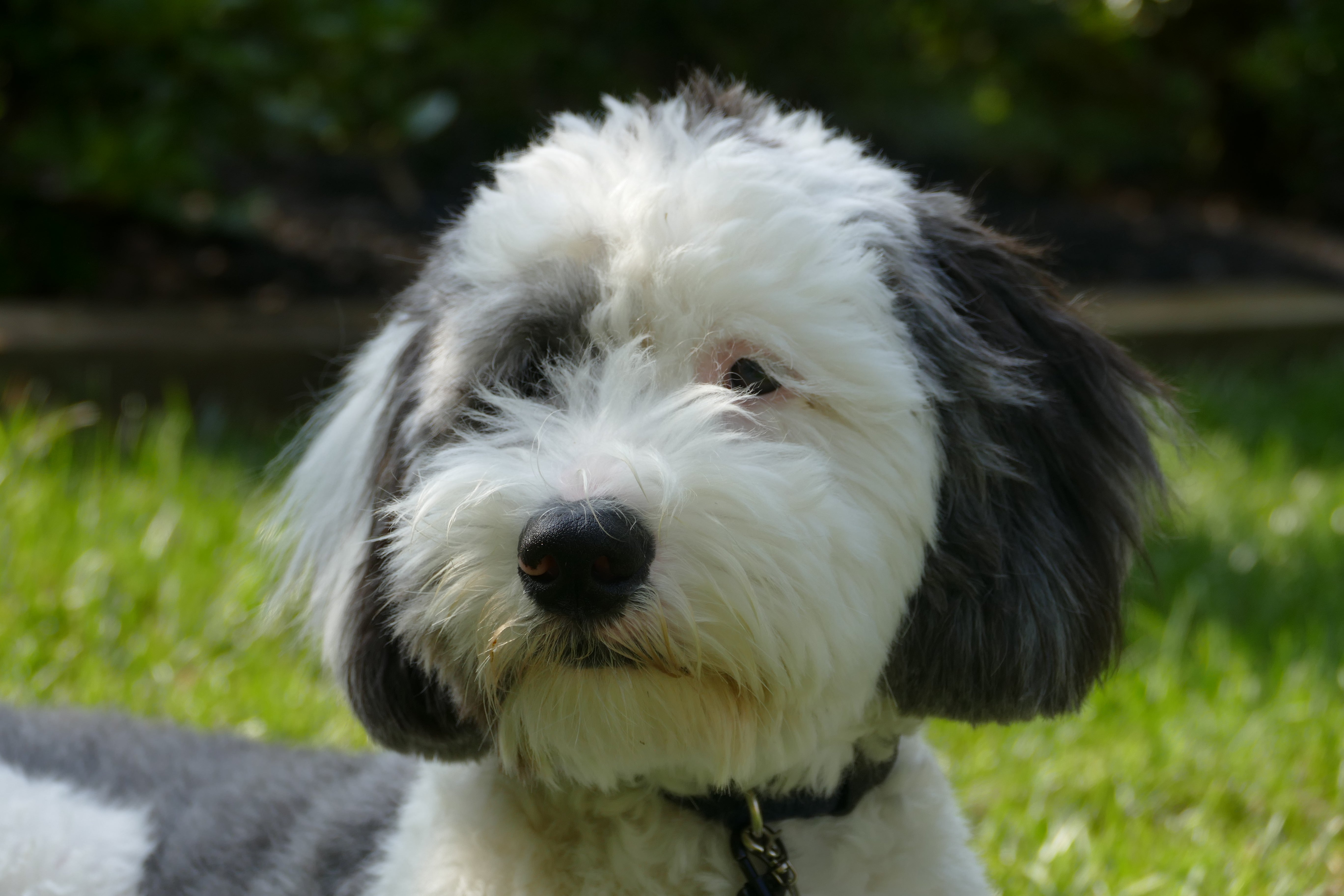 sheepadoodle for adoption