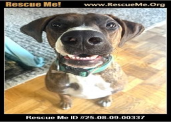 great dane adoption california