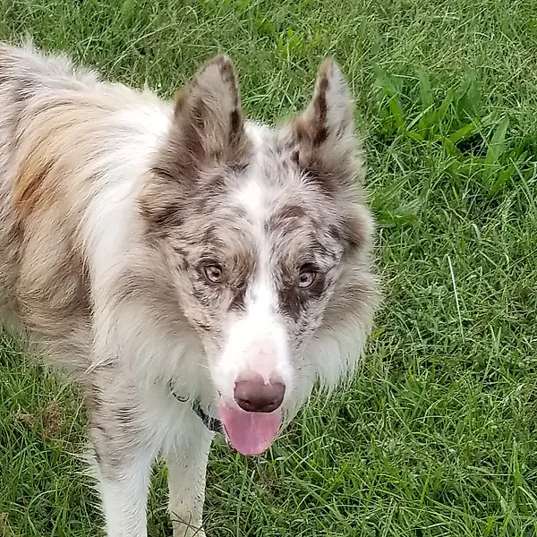 north carolina collie rescue