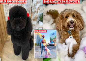 goldendoodle groomer