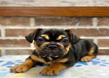 french bulldog pug mix puppy