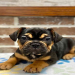 french bulldog pug mix puppy