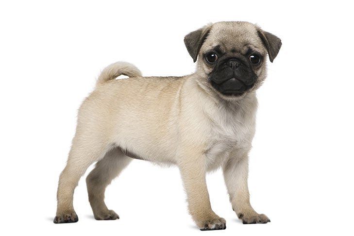dog pug for sale