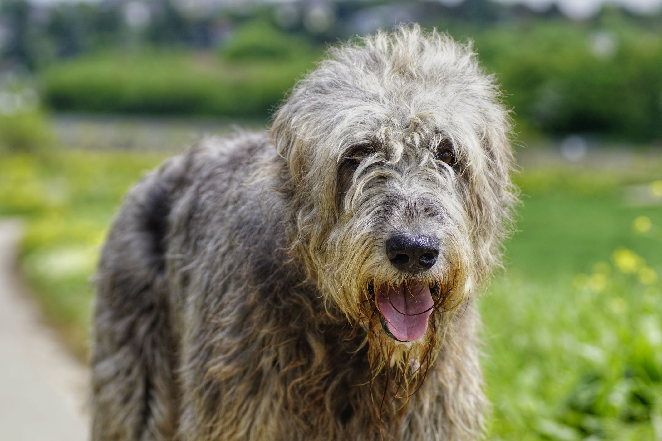 medium scruffy dog breeds