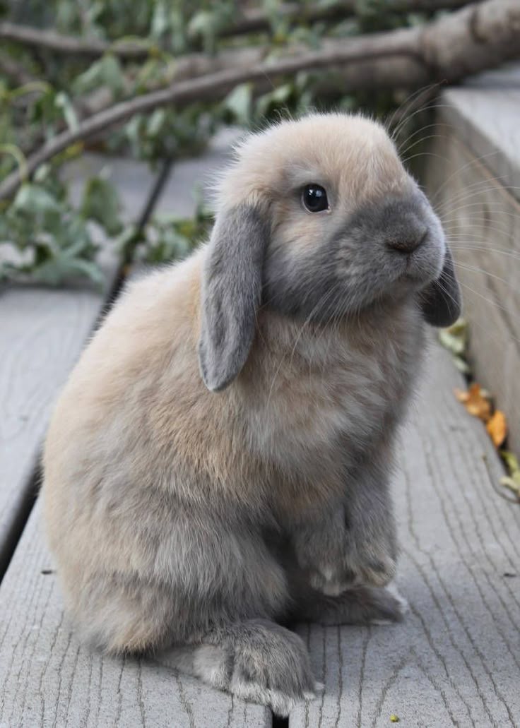 gray floppy eared bunny