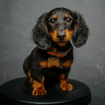 dachshund adoption near me