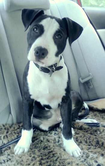 great dane pitbull mix puppy