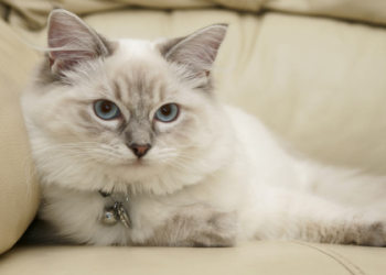 which cat breed is best for me quiz