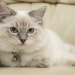 which cat breed is best for me quiz