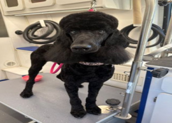 all paws mobile grooming