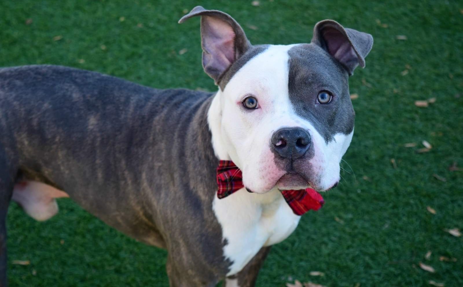 pitbull mix rescue near me