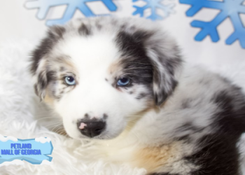 where can i sell puppies for free online