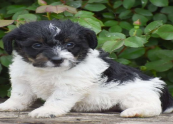 jack russell puppies for sale in florida
