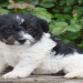jack russell puppies for sale in florida