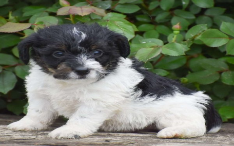 jack russell puppies for sale in florida