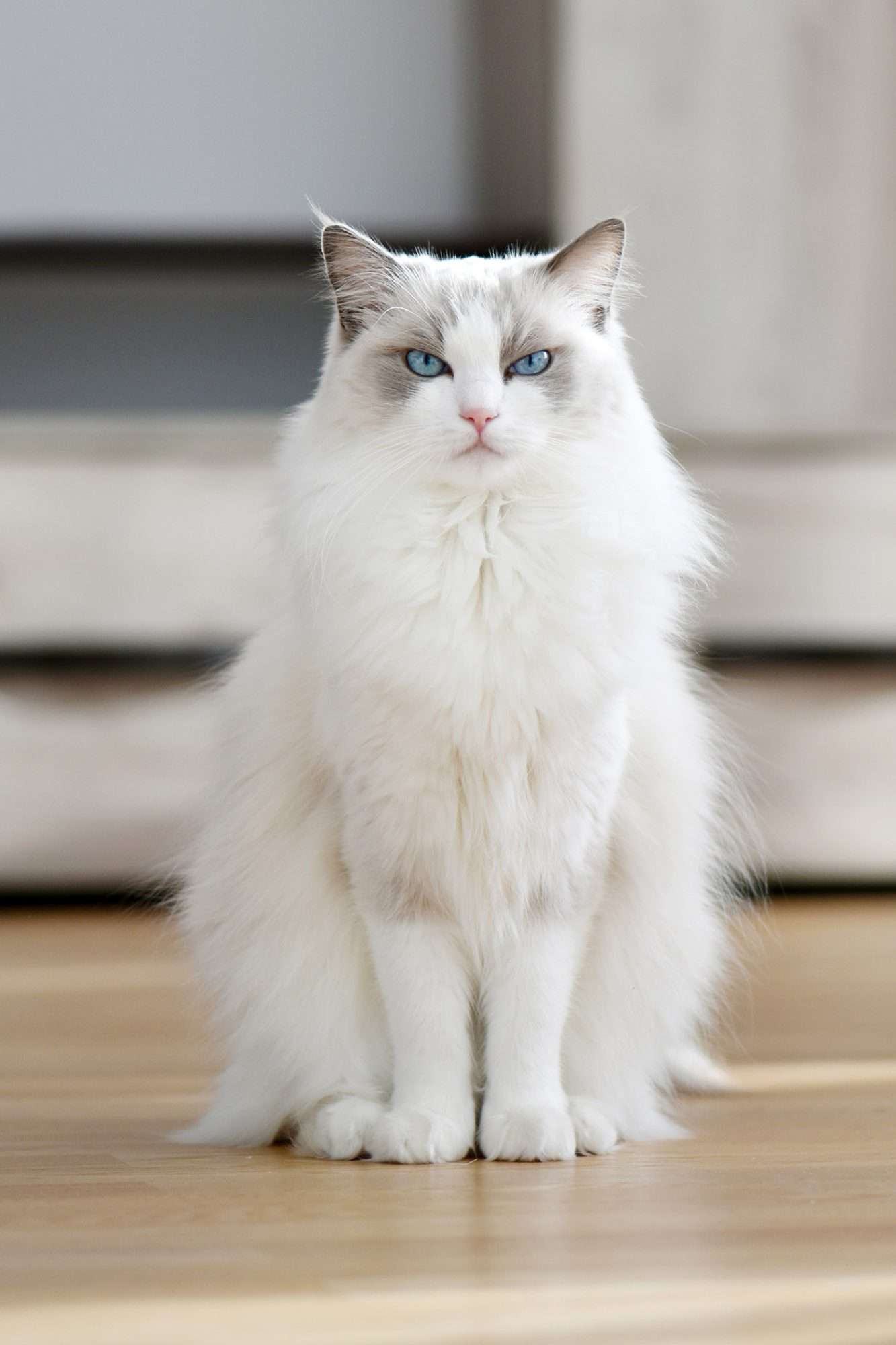 cat breeds white fluffy