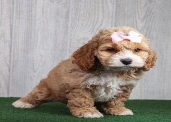 puppies for sale in ohio