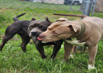pitbull terrier puppies for sale near me