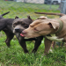 pitbull terrier puppies for sale near me