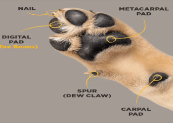 paws image