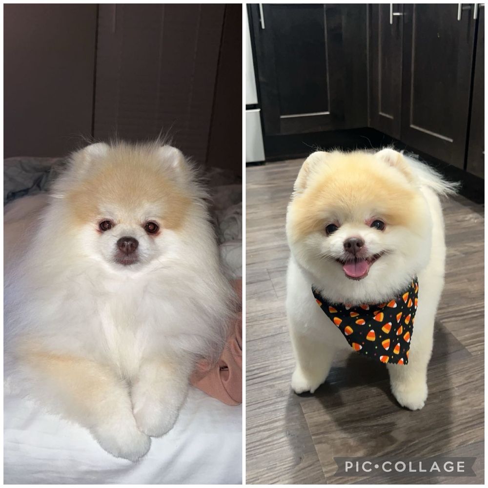 pomeranian groomer near me