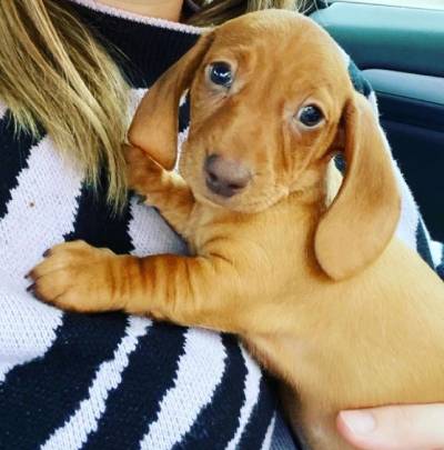 dachshund adoption near me