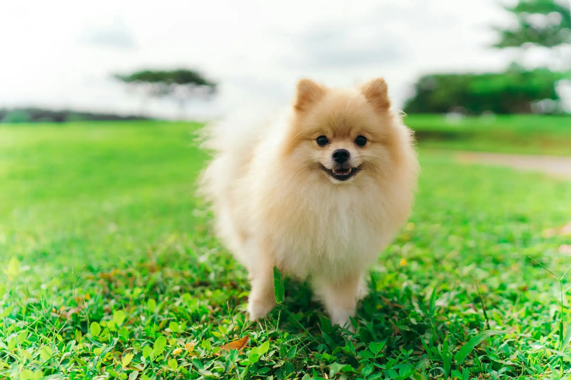 cute fluffy dog