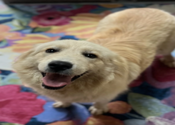 fluffy dogs for adoption