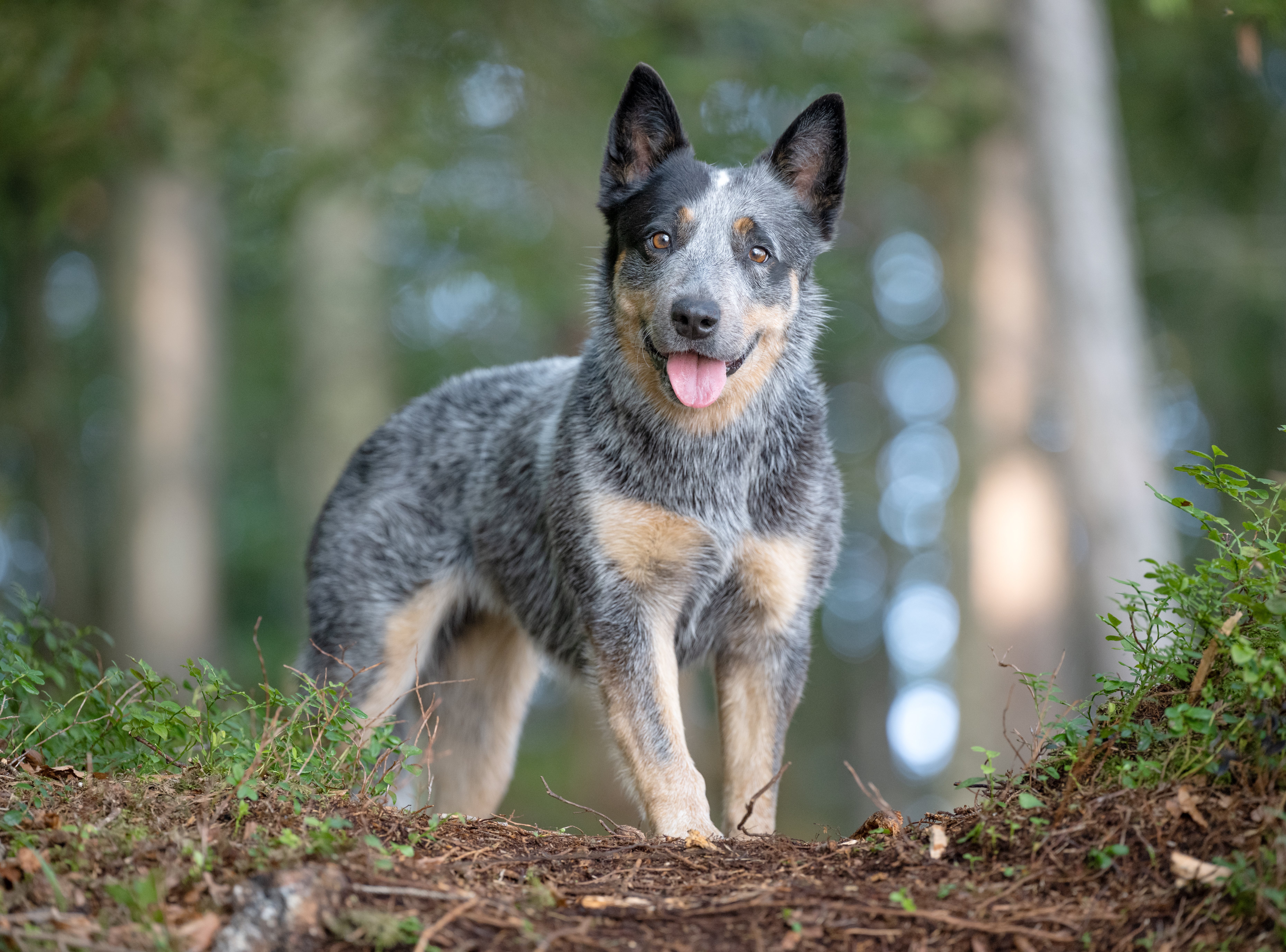 australian cattle dogs near me