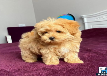 maltipoo puppies for sale ca