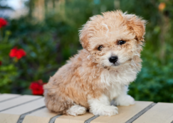 puppies for sale local breeders