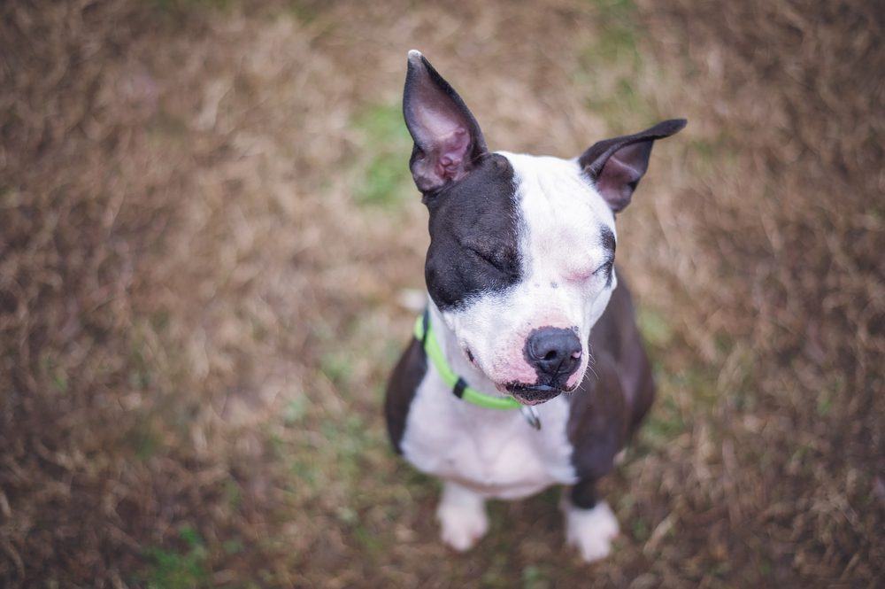 boston bull terrier mix