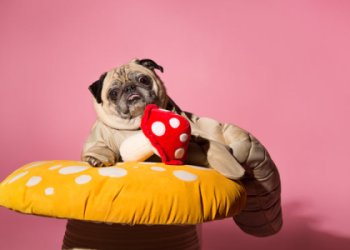 how long do pugs live in human years