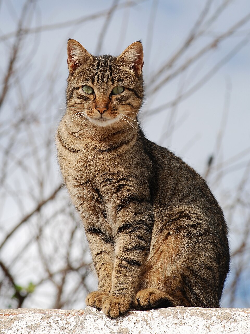brindle tabby cat