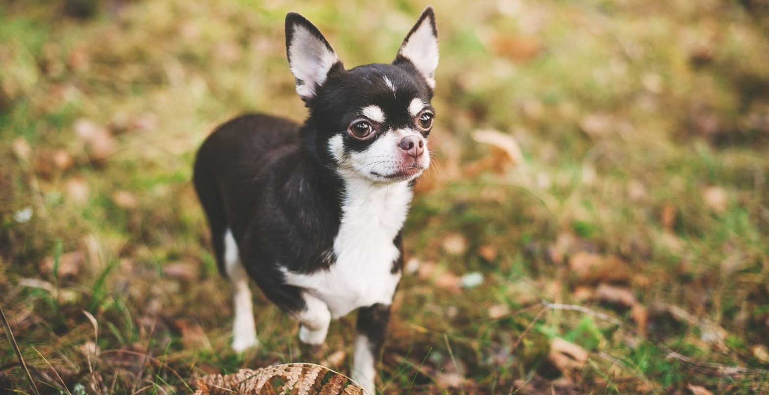 chihuahua puppies for sale in pa