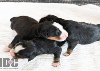 pug puppies for sale in illinois