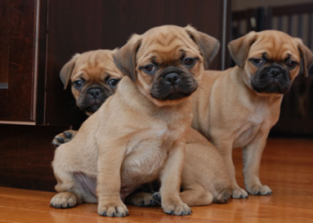 pug boston terrier mix