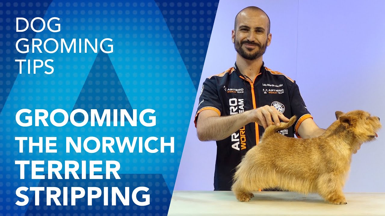 grooming norwich terrier
