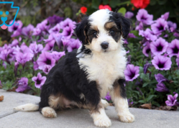 bernedoodle breeders illinois
