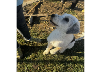 adopt a cocker spaniel near me