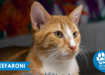 dare county animal shelter