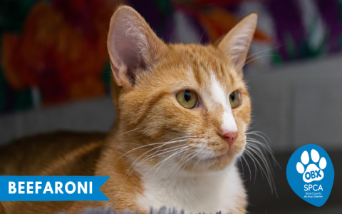 dare county animal shelter